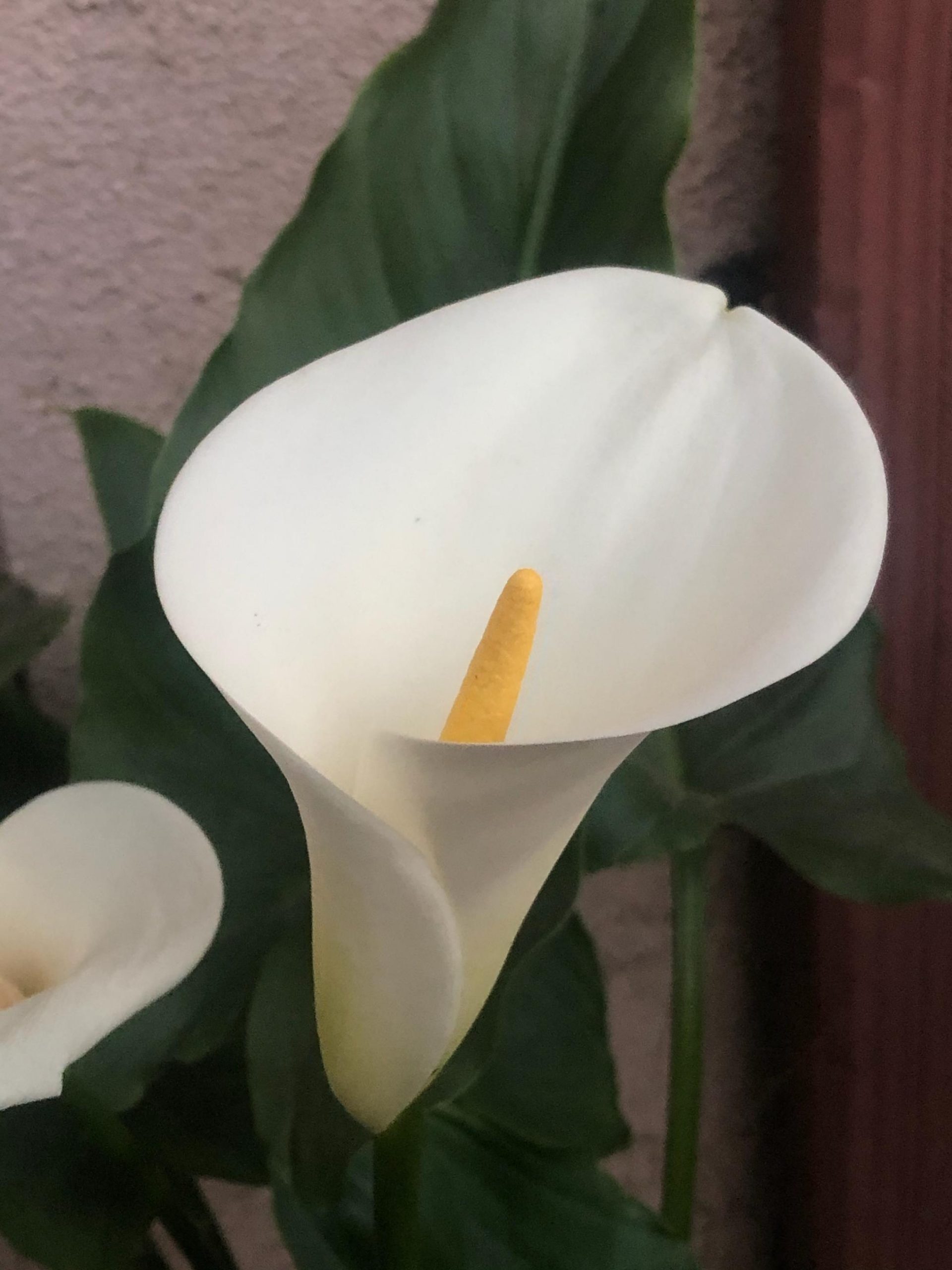Calla Lily